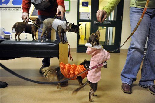 Calif. Shelters See Surge in Chihuahuas
