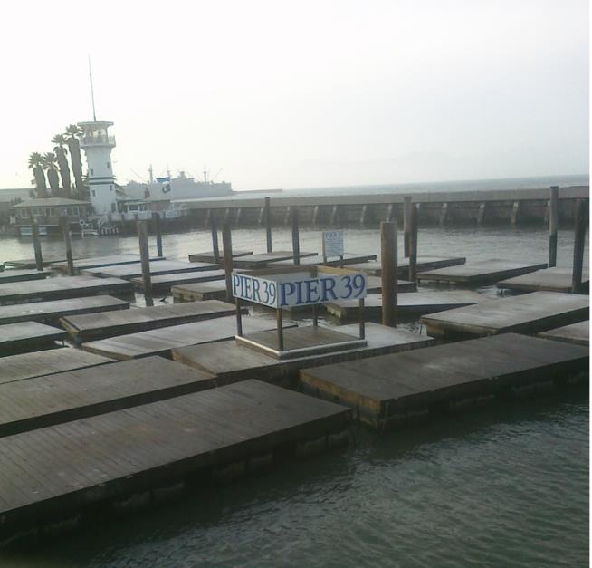SF Pier's Sea Lions Suddenly Vanish