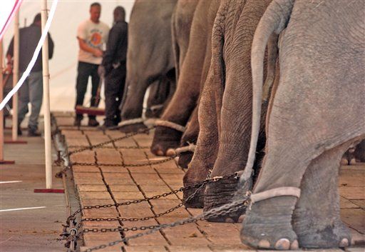 Judge Sides With Circus in Elephant Cruelty Case