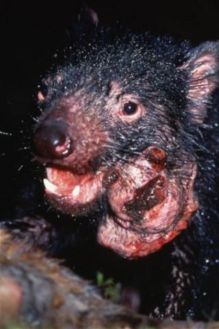Cancer Clue May Save Tasmanian Devils