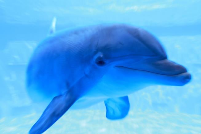 Scientists: Dolphins Are 'Non-Human Persons'