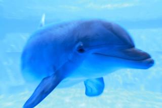 Scientists: Dolphins Are 'Non-Human Persons'