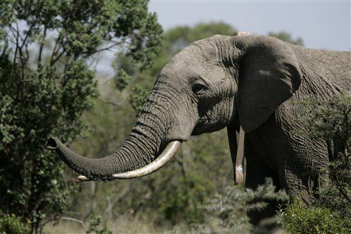 Elephant Kills US Woman, Baby Daughter in Kenya
