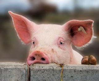Pig Lung Transplants for Humans Move Closer