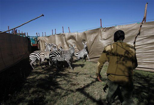 Kenya Feeds Zebras to Hungry Lions