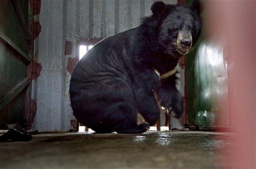 'Bile Farmers' Turn Bears' Lives Into Misery