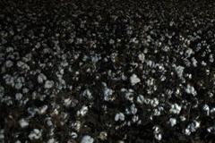 Students Busted for Cotton Balls Outside Black Center