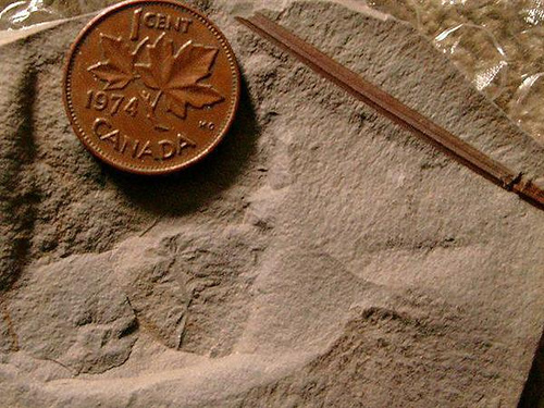 Fossil Proves We're All African