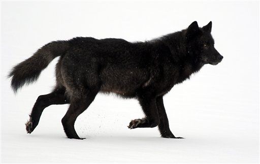 Wolves Kill Alaska Teacher; First in US in Modern Times