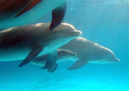 Swimming With Dolphins 'Traumatizes Them'