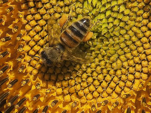 Honeybees Stung by Bad Winter, Pesticides