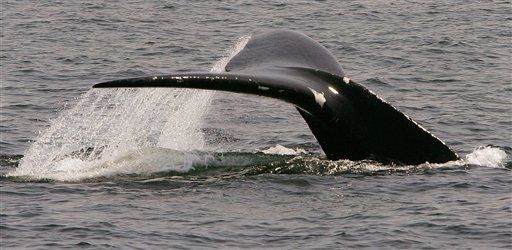 Commission Mulls Lifting Whaling Ban
