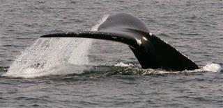 Commission Mulls Lifting Whaling Ban