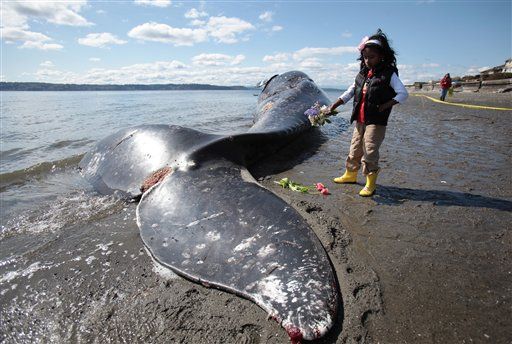 Garbage in stomach of whale found in Seattle