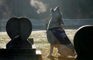 Pet Cemetery Exhumes Deadbeat Dog