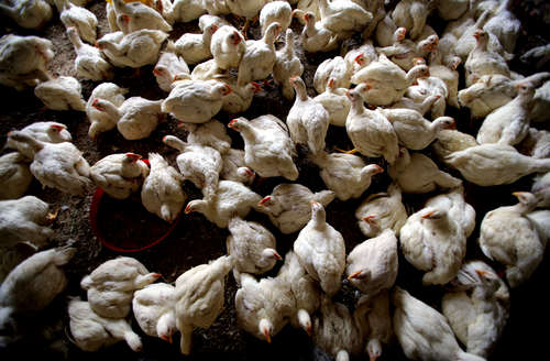 FDA Names Food Safety Czar After Chicken Scare
