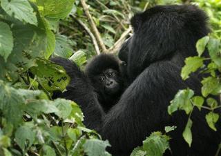 'Charity App' Helps Gorillas