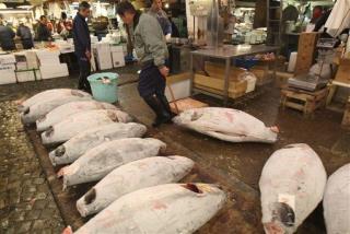 Oceans May Be Out of Fish by 2050