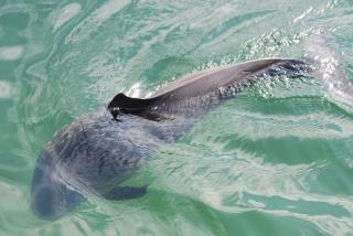Wind Farms Scaring Off Porpoises