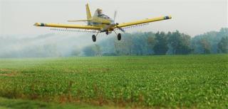 Superweeds Start Herbicide Arms Race on Farms