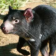 Tasmanian Devils Face Extinction