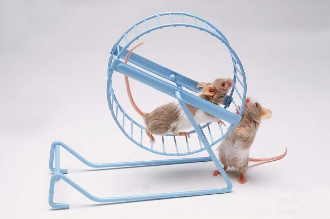 Lab Creates Speedy, Lean Mighty Mouse