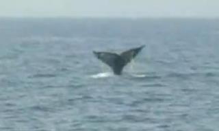 'Extinct' Whale Surfaces Again