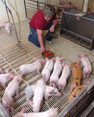 Livestock Pigging Out on Junk Food