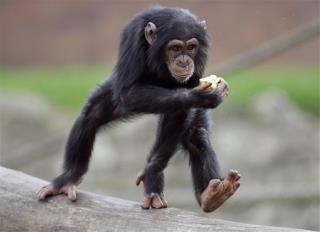 NIH Won't Breed Chimps for Research