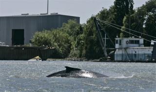 Lost Whales Heading Home, Face New Perils
