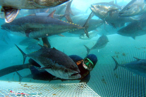 Scientists Try to Save Bluefin