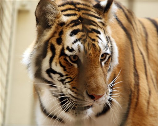 Tiger Survivors' Lawyer Ready to Pounce