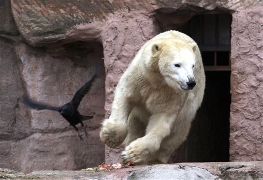 Zoo: Polar Bear Cubs Gone, Eaten by Mom