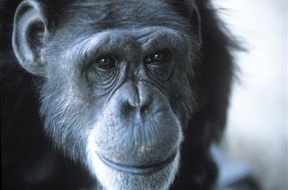 Chimp Not a Person, Court Rules