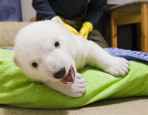 US to List Polar Bears as Endangered