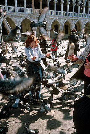 Venice Squawking Over Pigeons