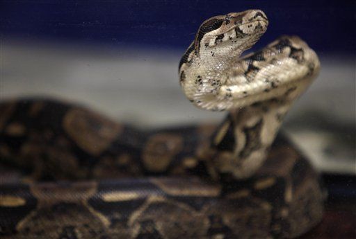 Pet Boa Constrictor Kills Owner