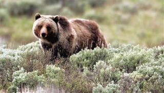 Tranquilized Grizzly Bear Kills Hiker Near Yellowstone
