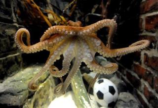 World Cup 'Psychic Octopus' Predicts Spanish Win