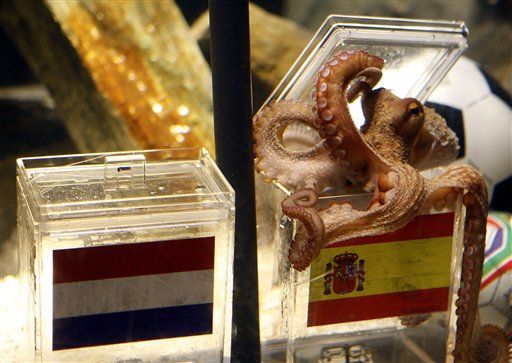 Octopus Predicts Spain Will Win World Cup