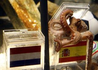 Octopus Predicts Spain Will Win World Cup