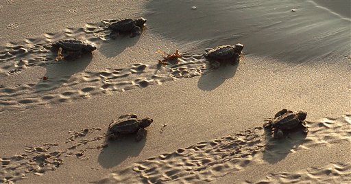 Despite Oil, Sea Turtles Released in Gulf