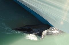 Cruise Ship Impales Whale