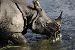 Rancher Poisoning Rhino's Horns To Stop Poaching