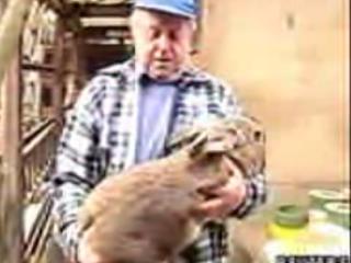 Giant Bunnies Hit Silver Screen