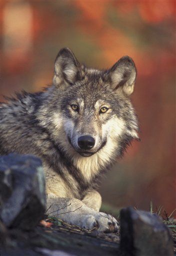 Gray Wolf to Be Protected Again