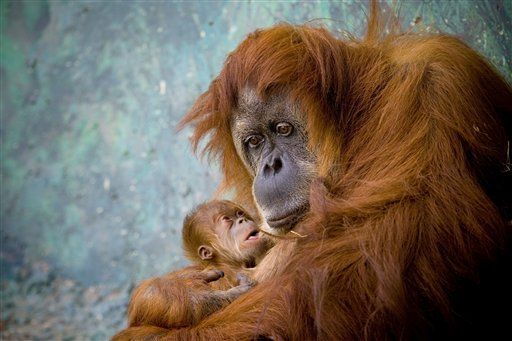 Olympian to Teach Orangutans How to Swing