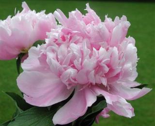 Peonies: The New Saving Grace for Chemo Patients?
