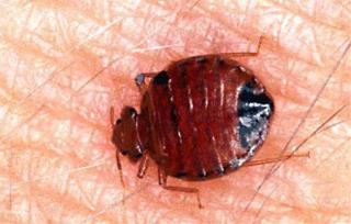 Bedbugs Invade Our Offices