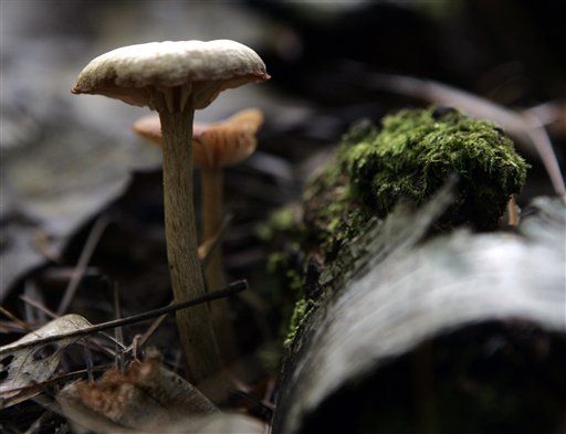 In Italy, 18 Die While Mushroom Hunting